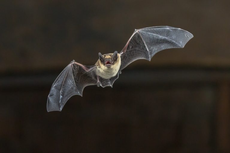 Zwergfledermaus