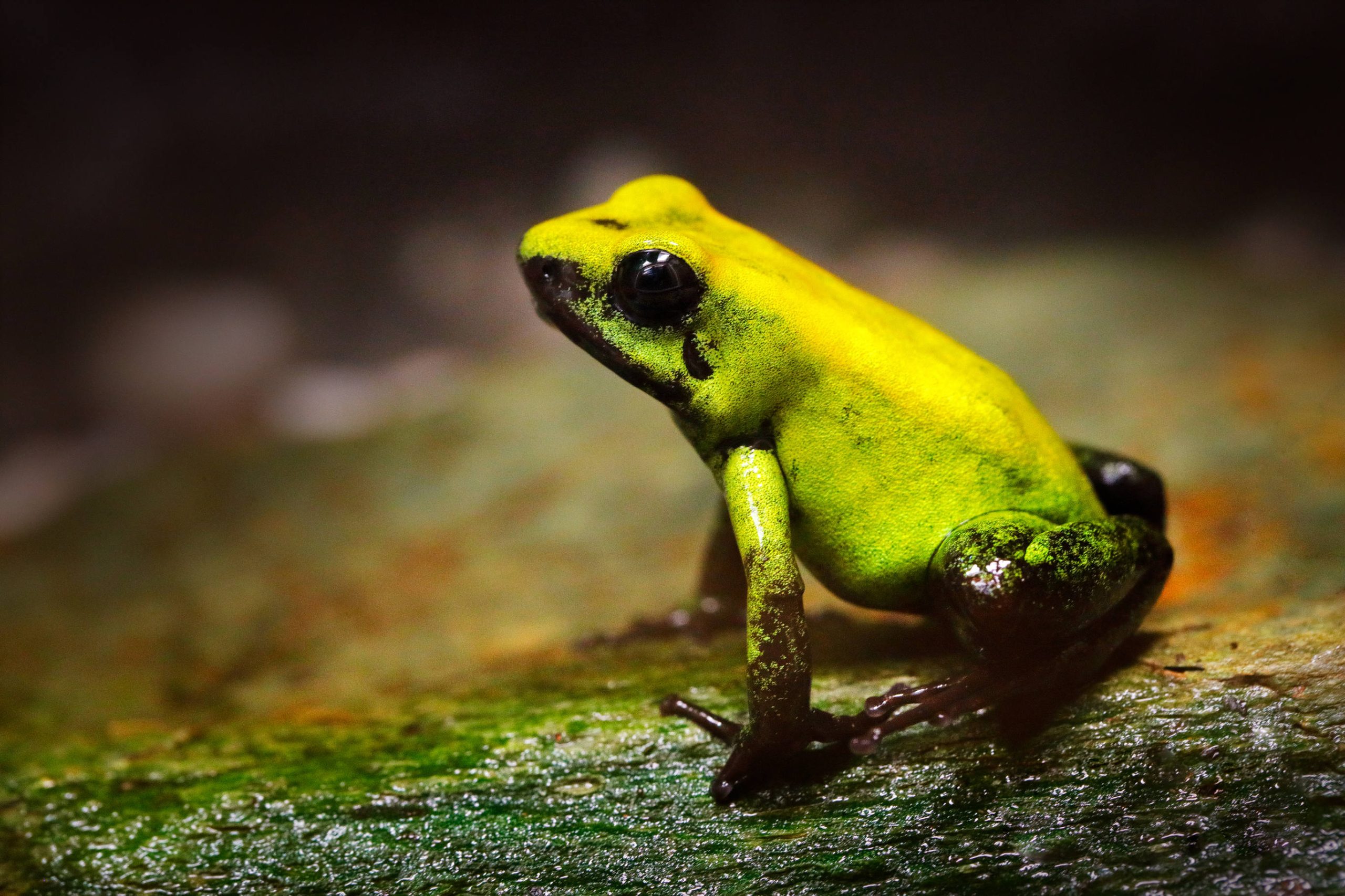 Une kokoï de Colombie ou phyllobate terrible