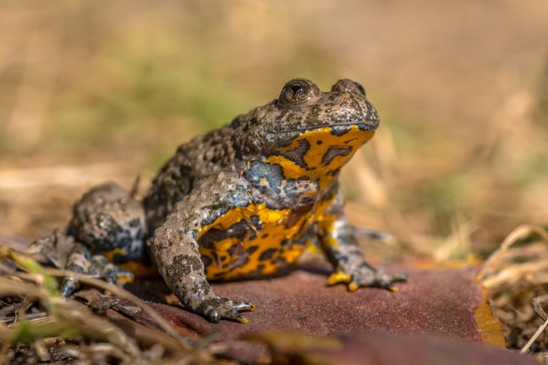 Un crapaud sonneur à ventre jaune