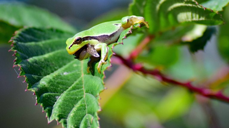 Laubfrosch mit Insekt