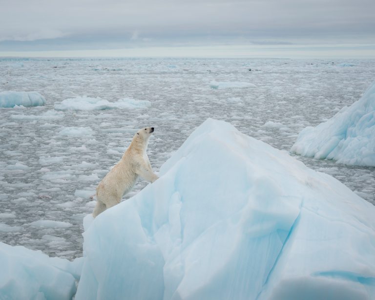 Eisbär auf einer Eisscholle