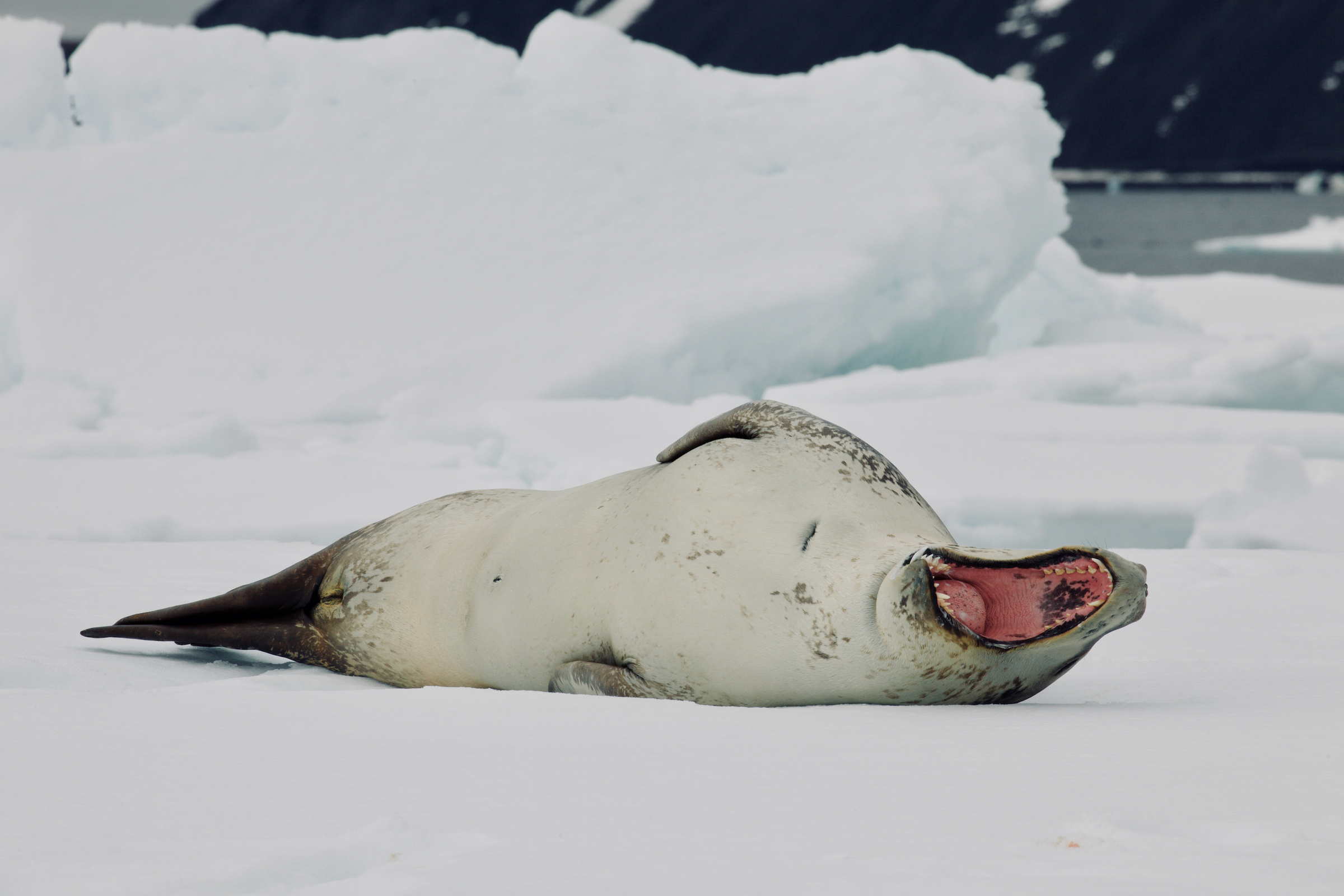 Foca leopardo