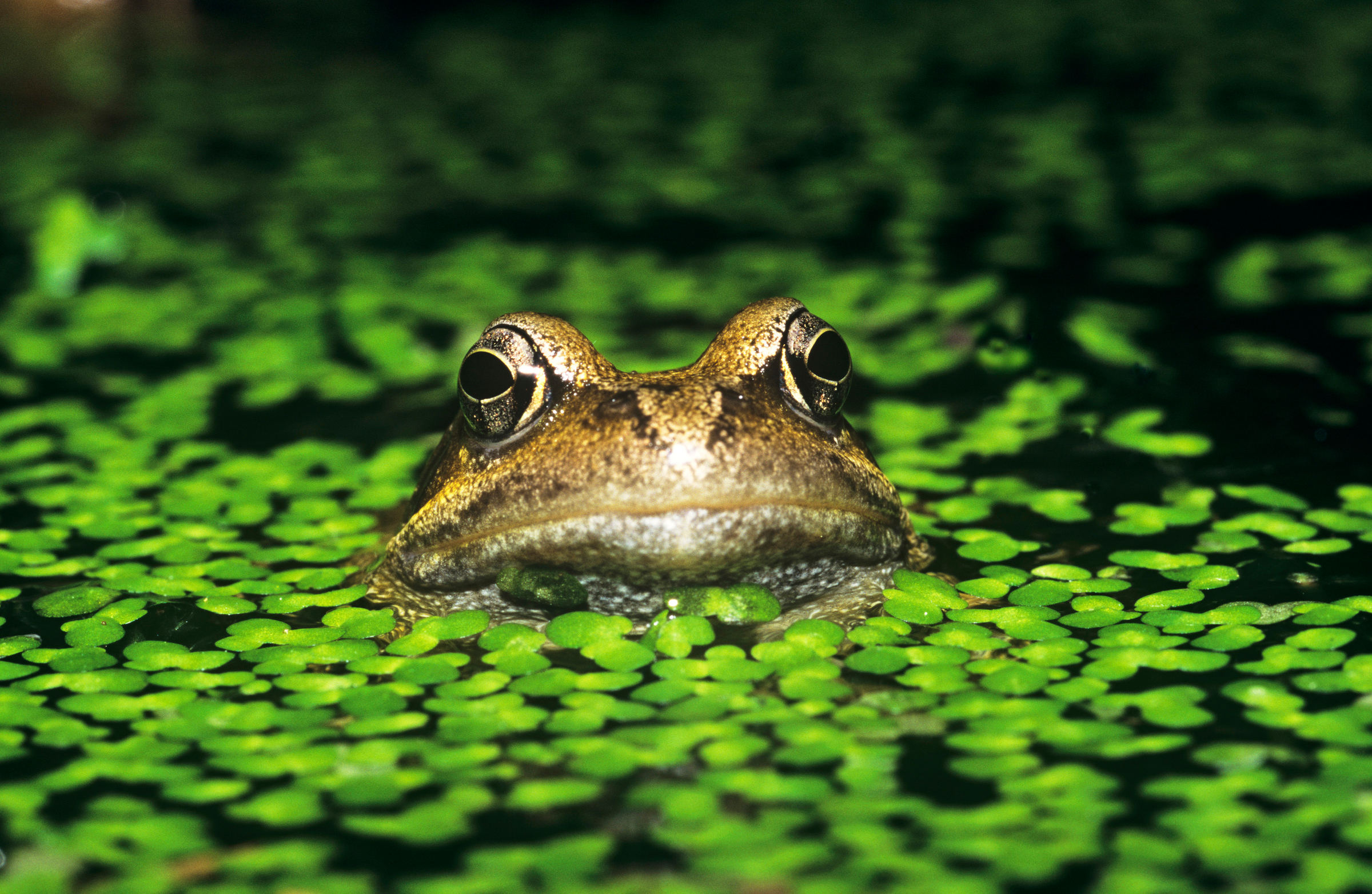 Grenouille rousse dans un étang