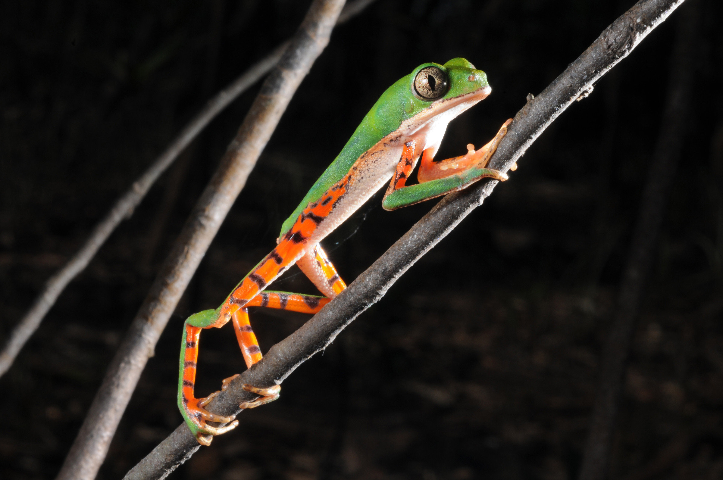 Une grenouille brésilienne sur une branche