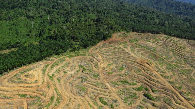 Une forêt tropicale déboisée