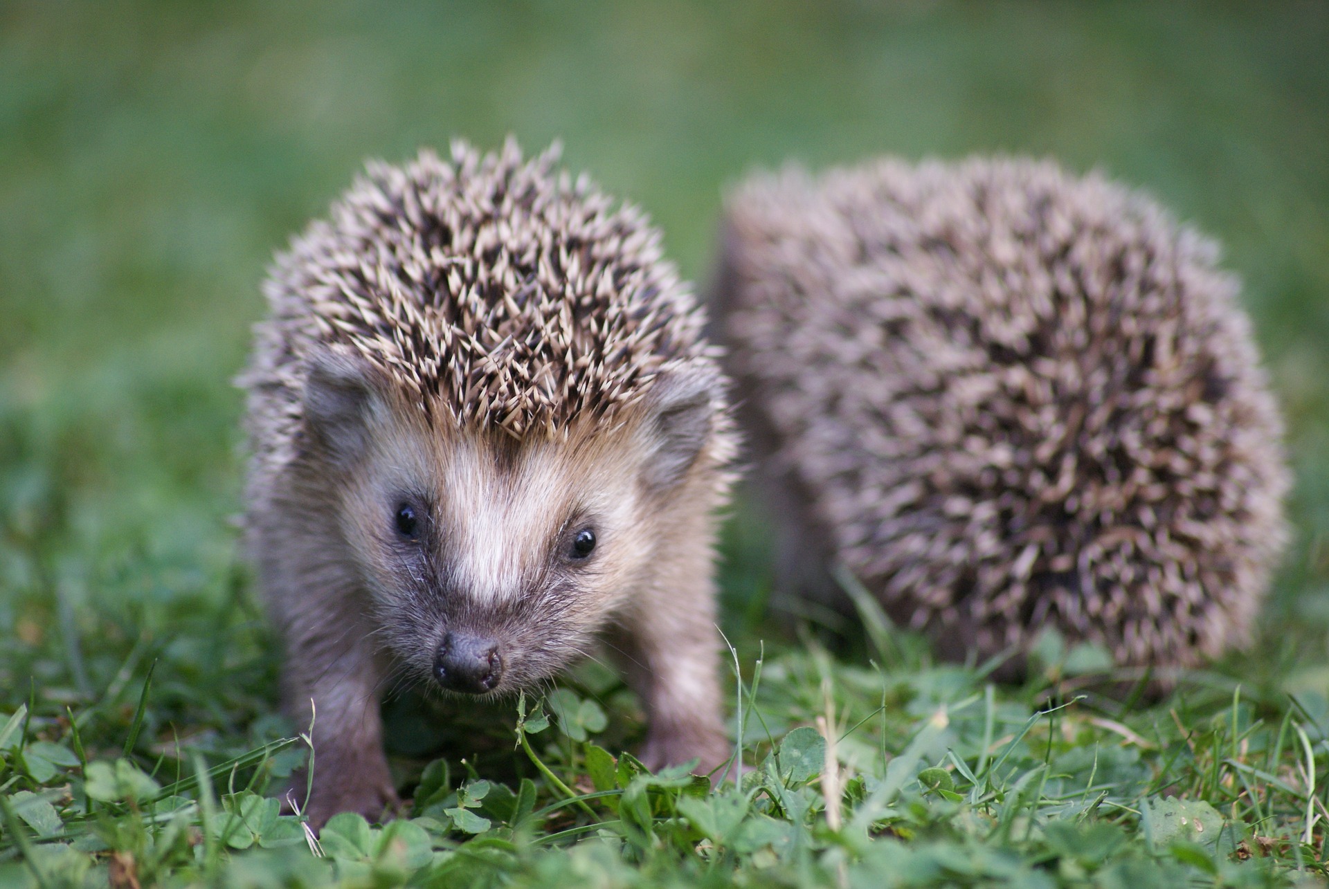 Cuccioli di riccio