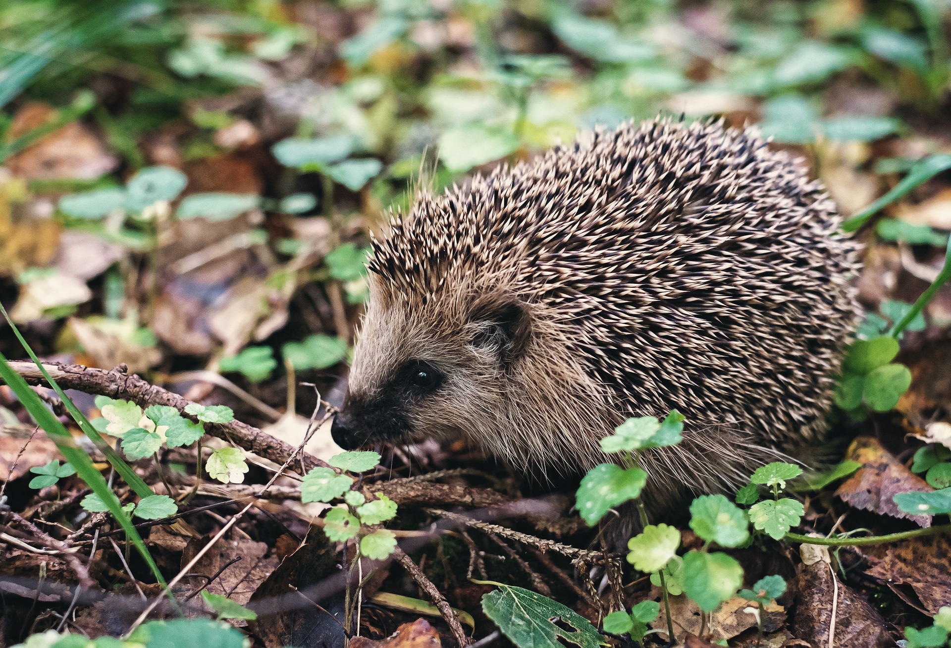 Igel