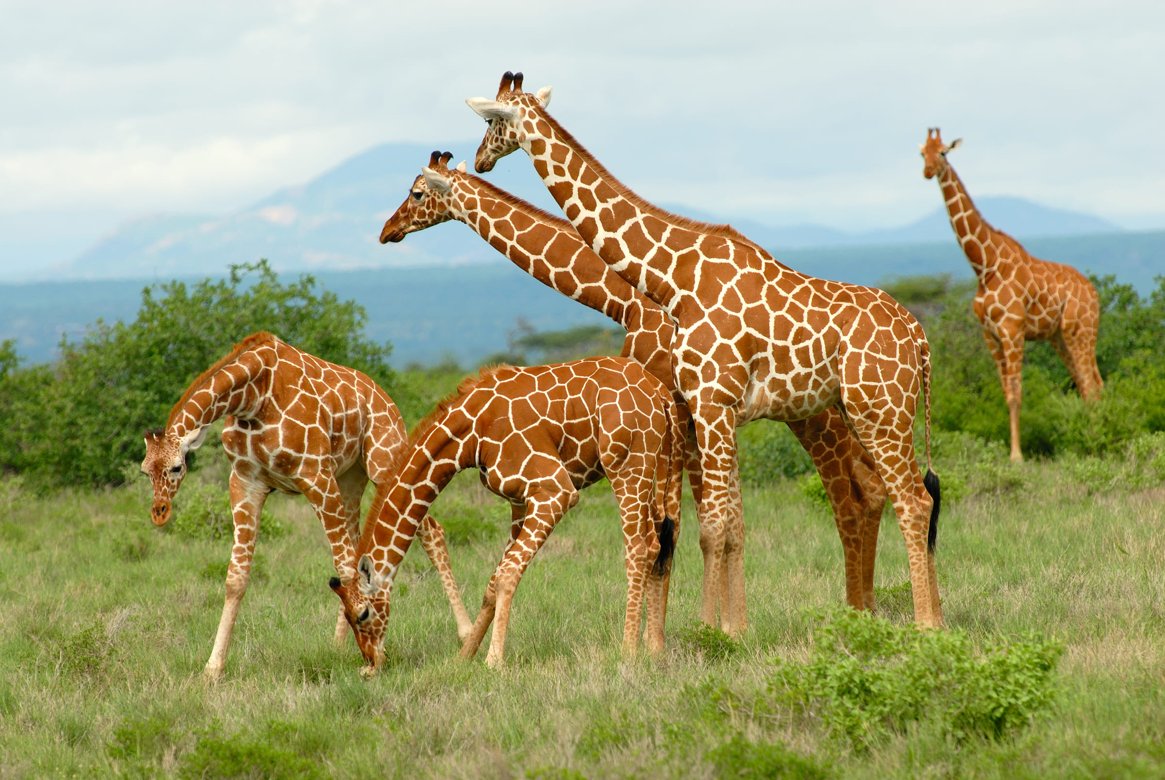 Un groupe de girafes réticulée