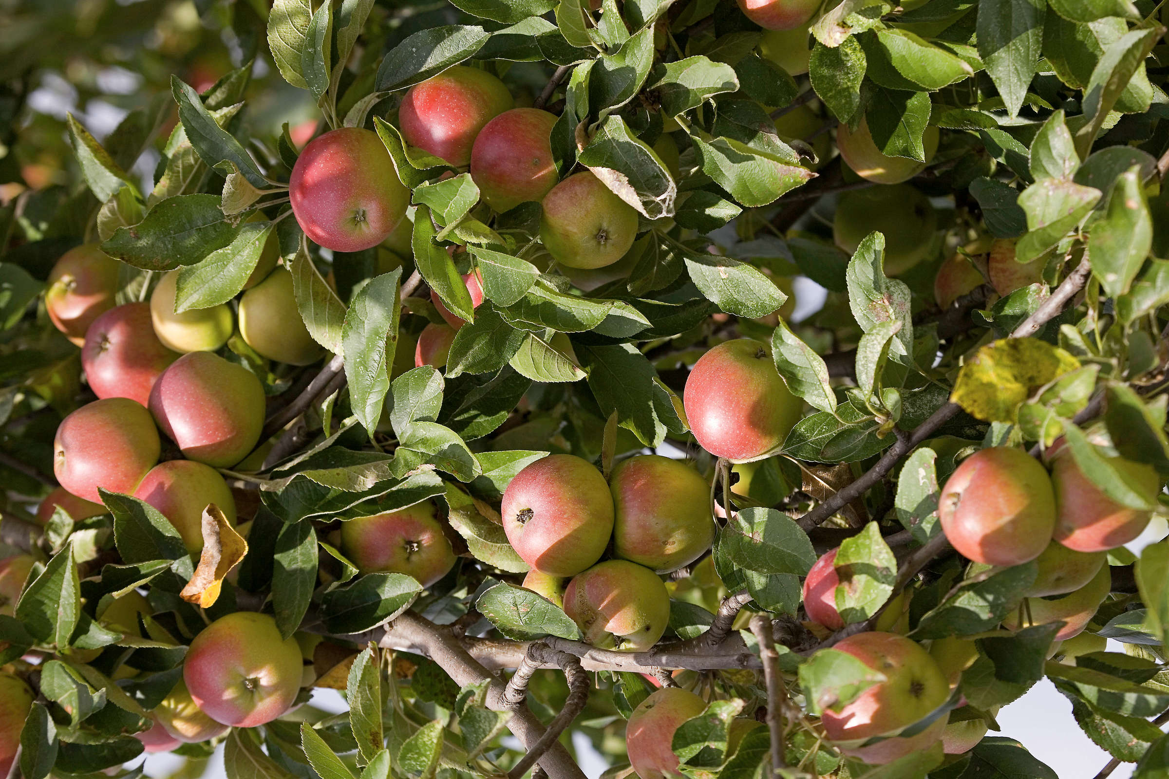 Äpfel am Baum