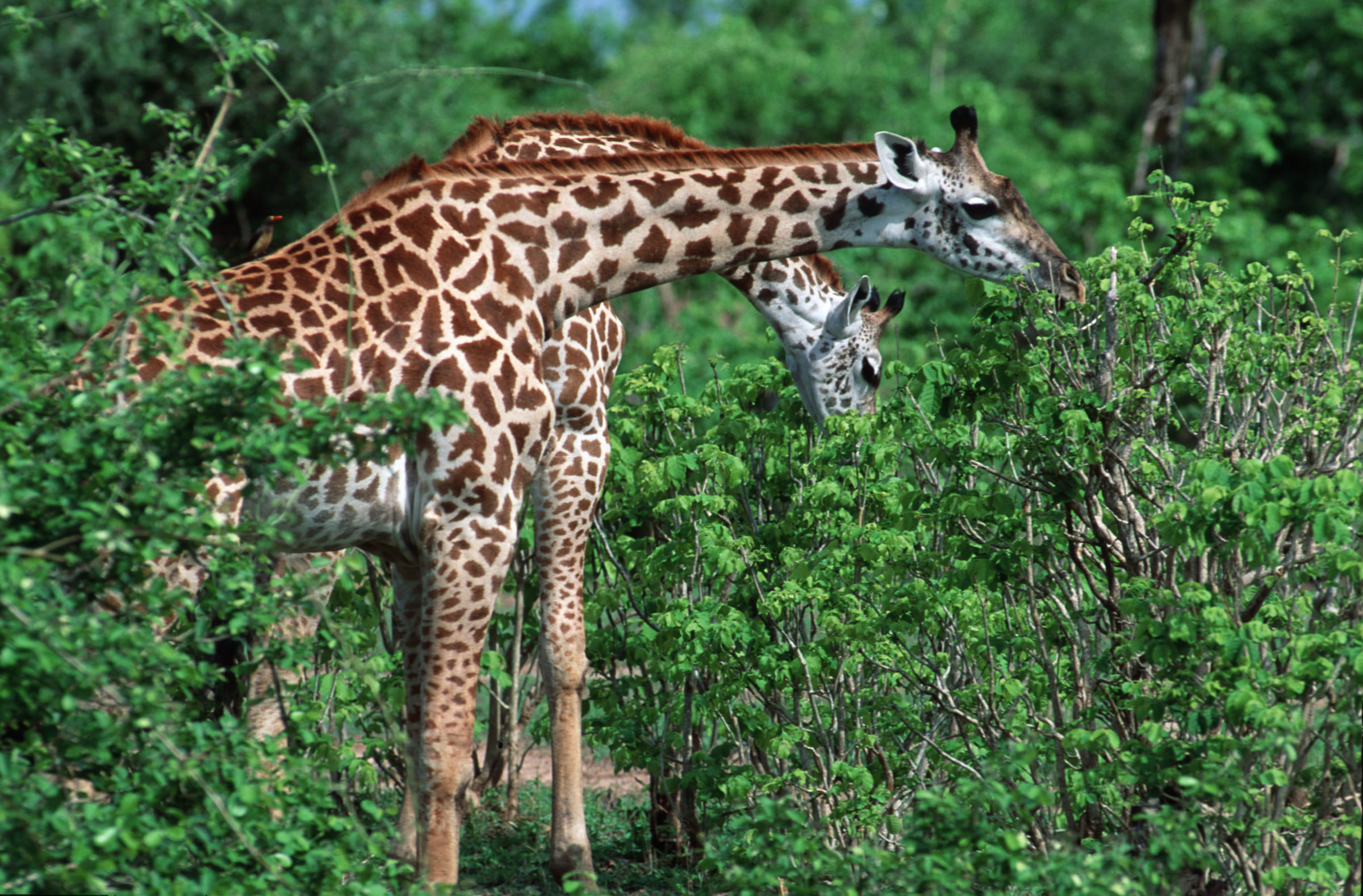 Masai Giraffen