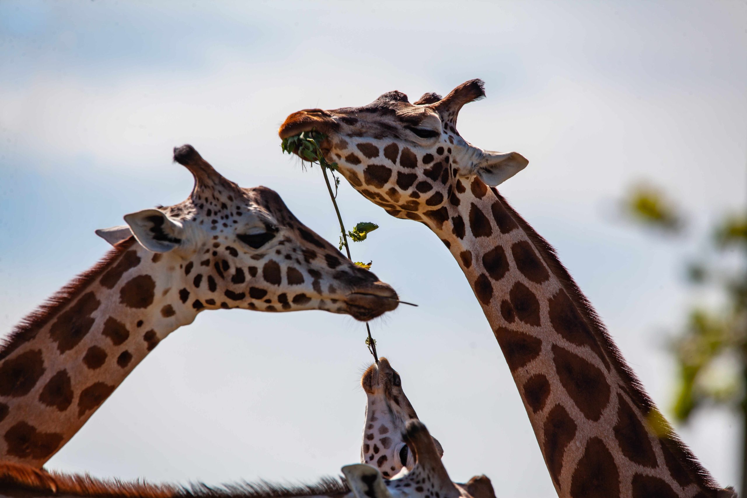 Girafes