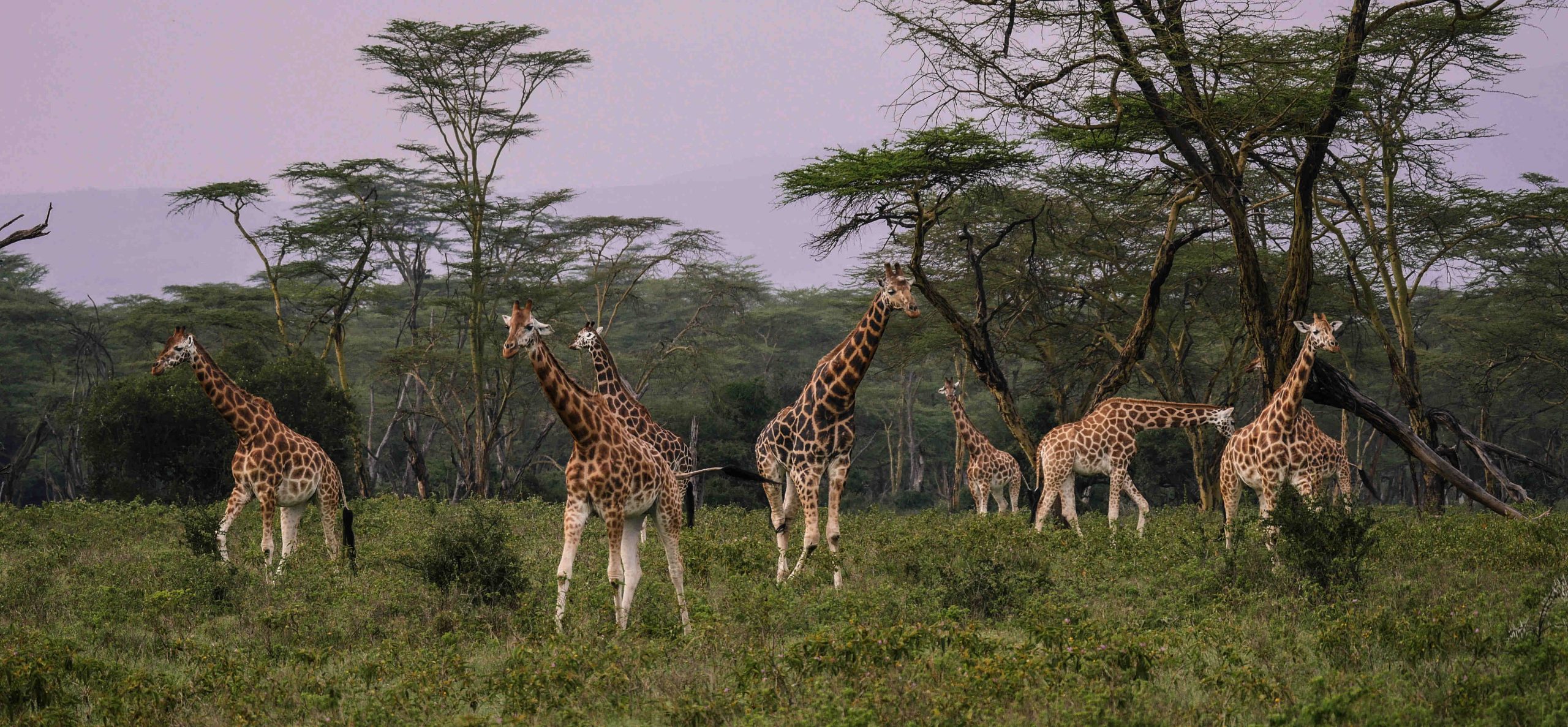 Un troupeau de girafes