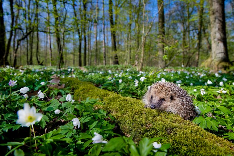 Igel im wald