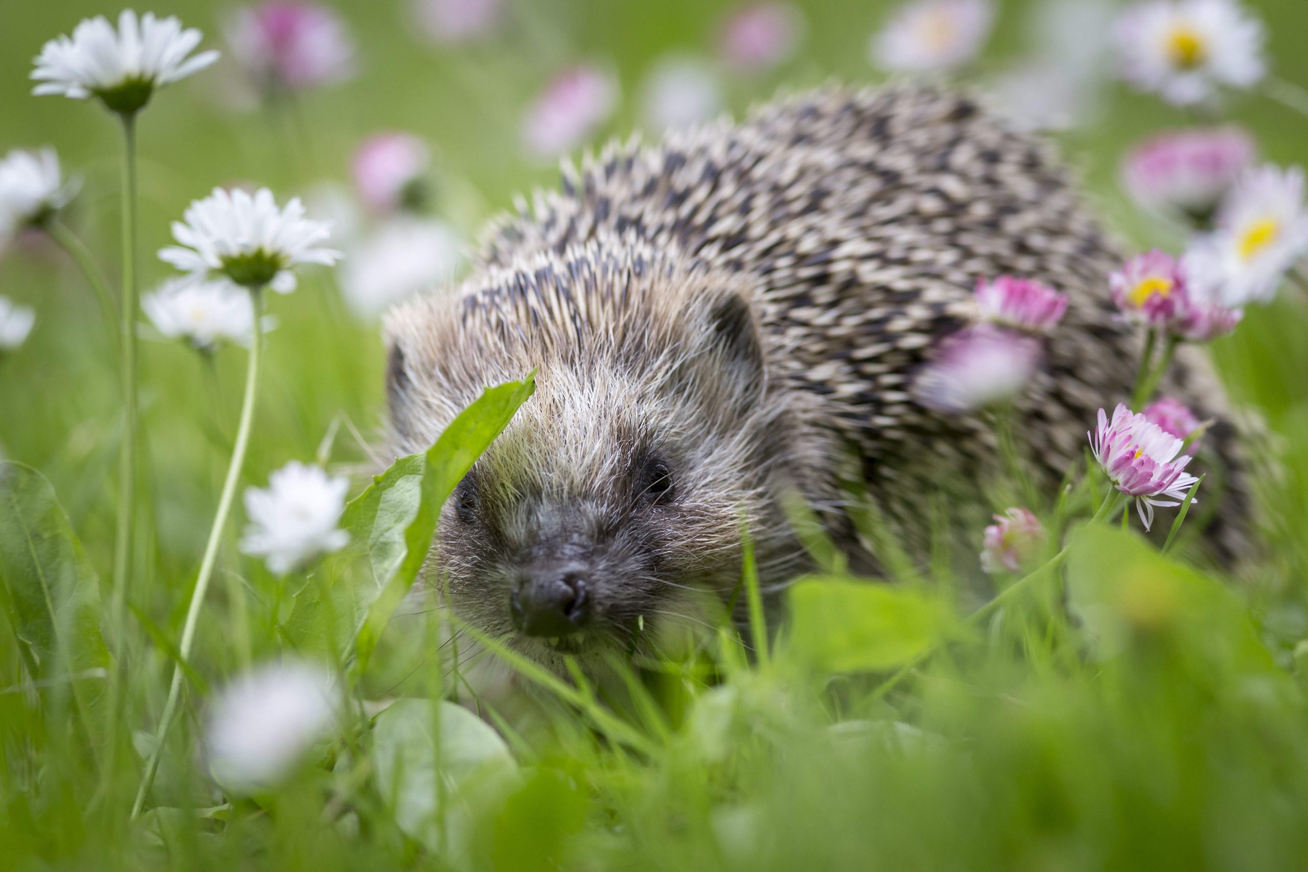 Hérisson dans le jardin