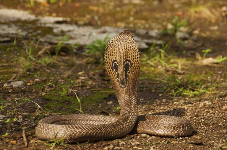 Un cobra indien, ou serpent à lunettes
