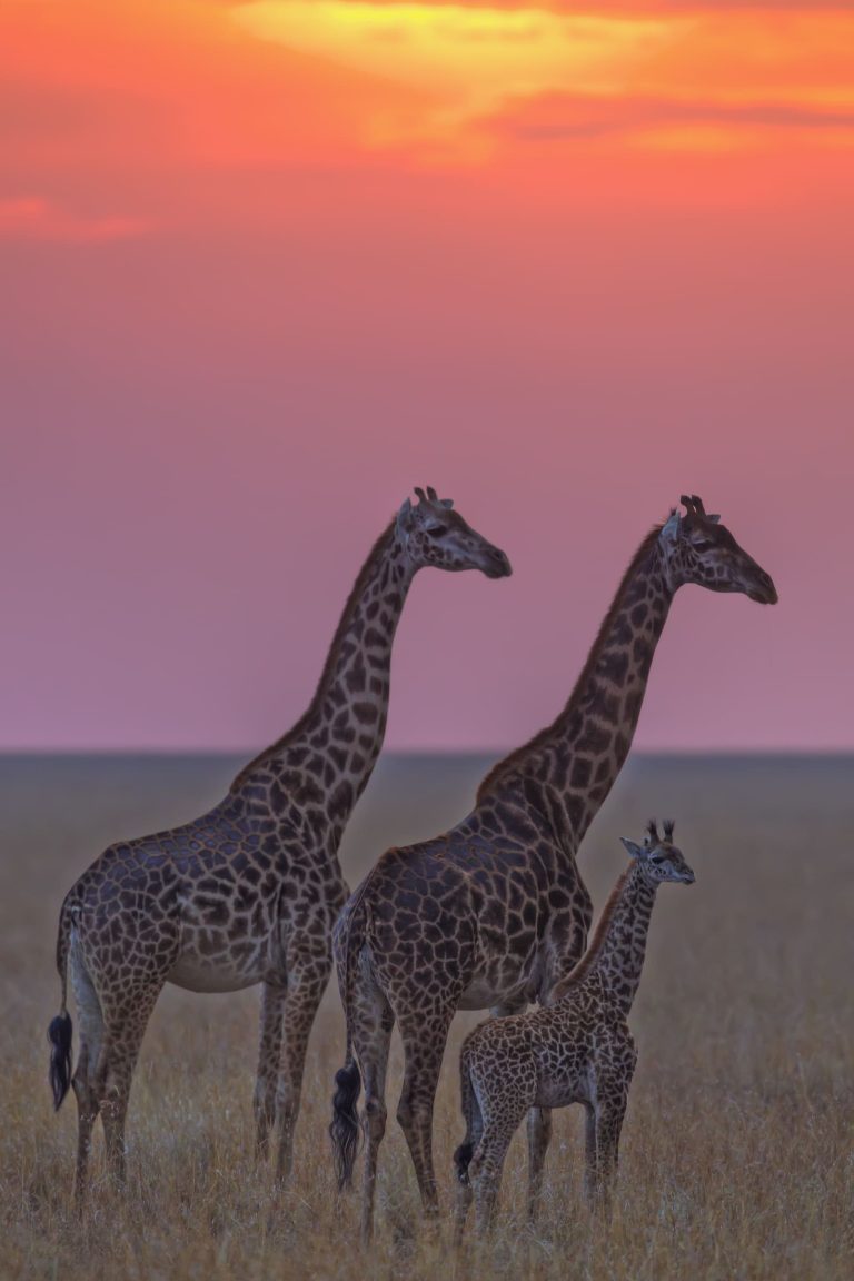 Masai Giraffen