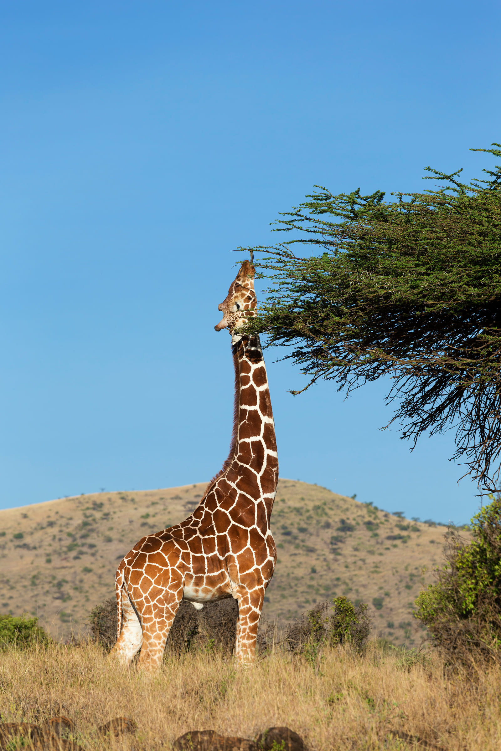Une girafe réticulée