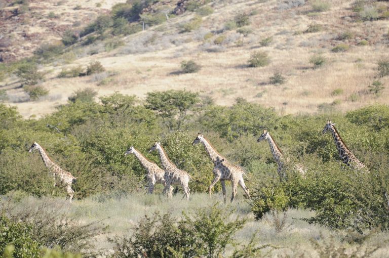 Eine Giraffenherde