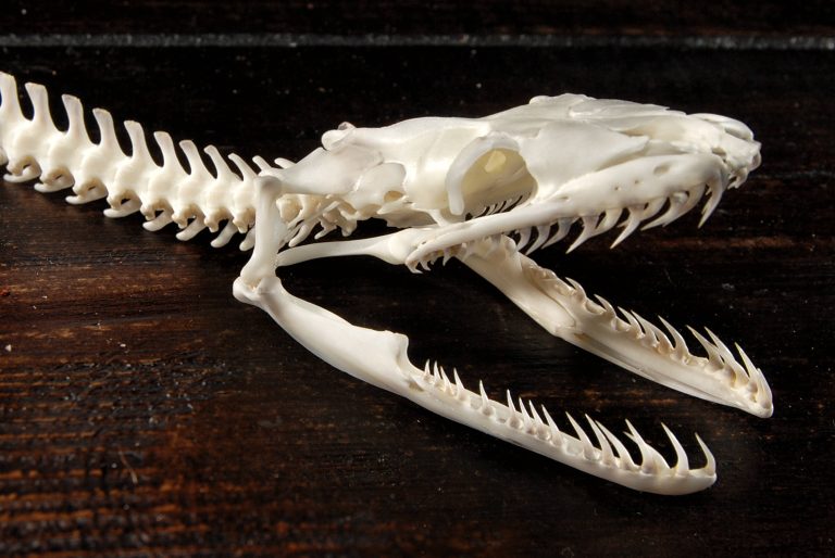Un squelette de python molure, ou python indien