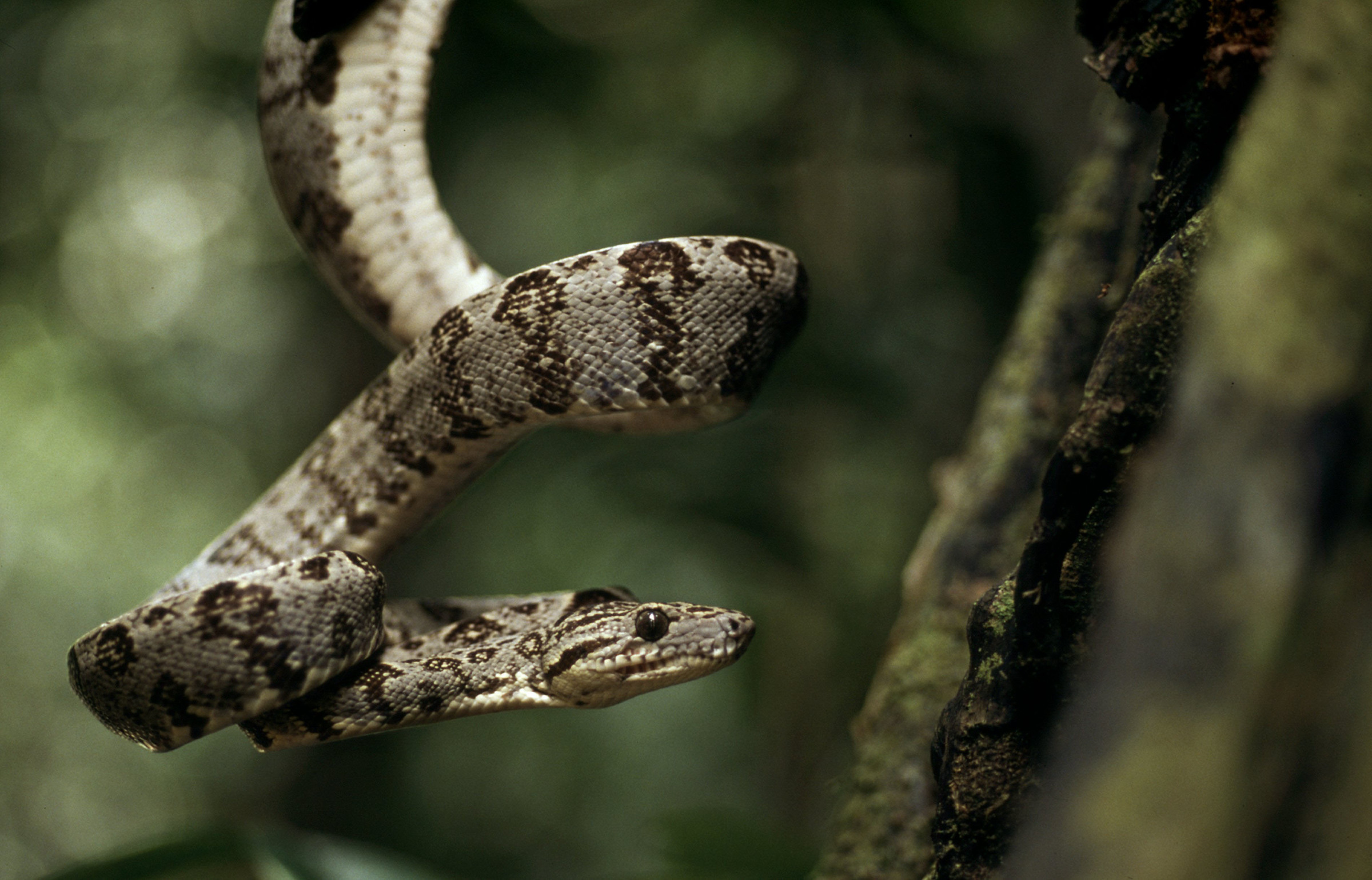 Corallus hortulanus