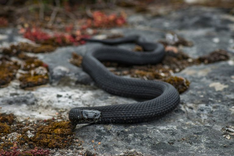 Gotland Ringelnatter