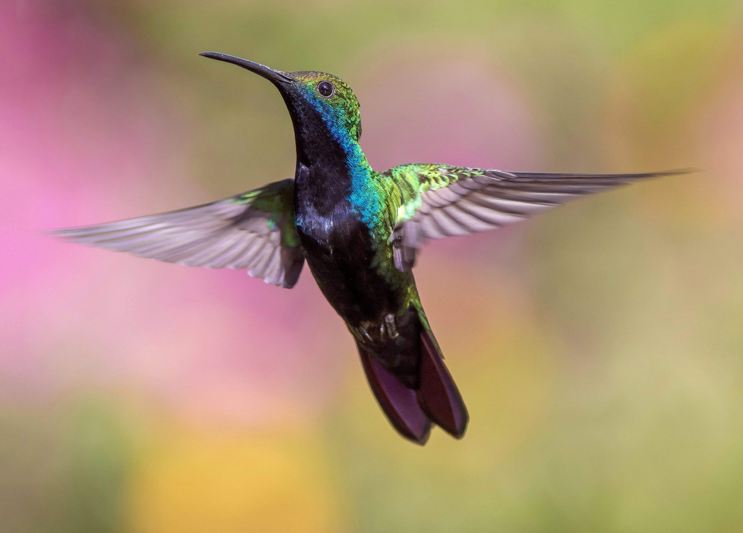 Colibrì