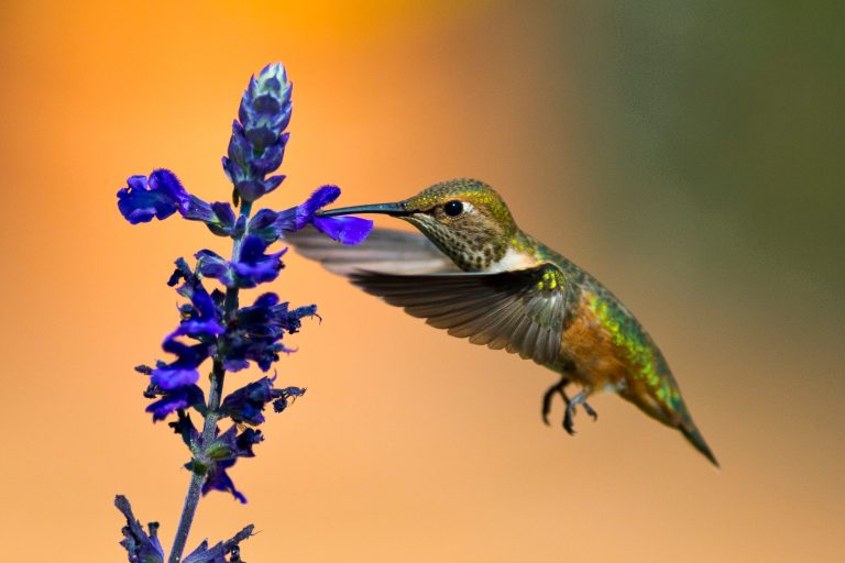 Un colibri roux au Canada