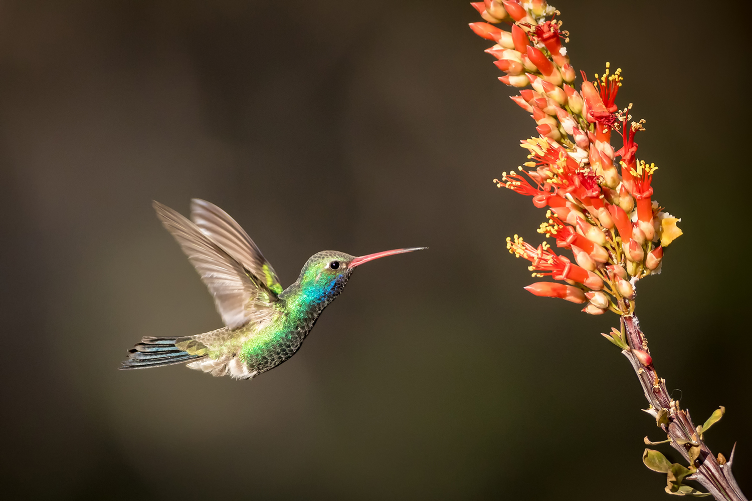 Un Colibri circé, Arizona