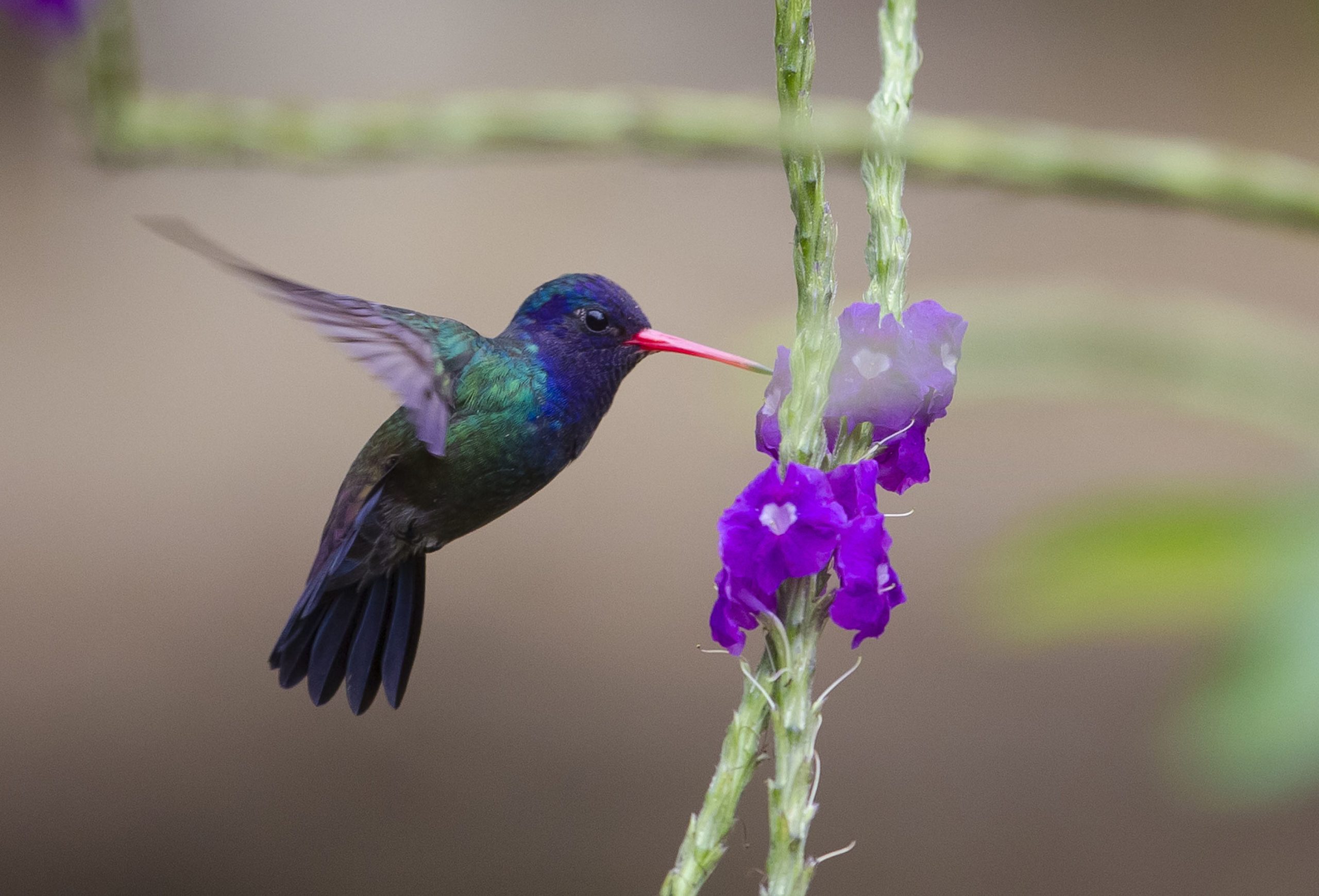 Un colibri faux-saphir