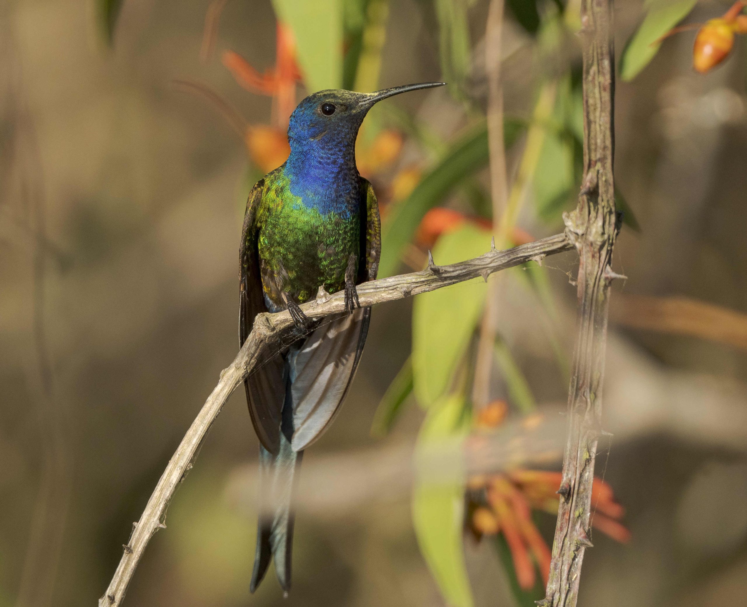 Breitschwingenkolibri in Paraguay