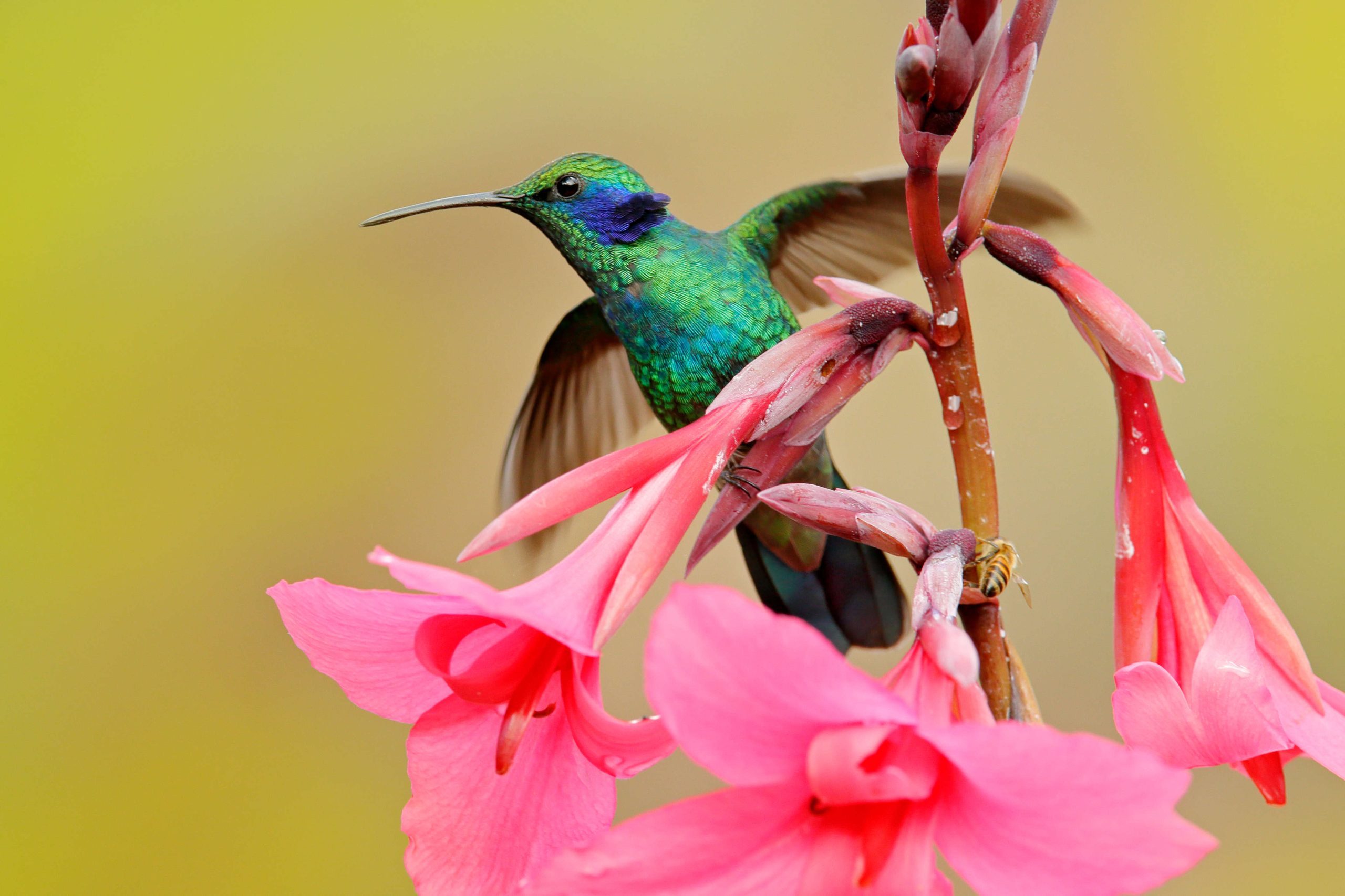 Colibrì orecchie viola