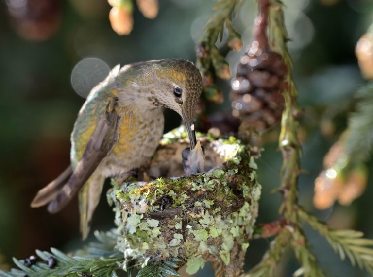 Anna-Kolibri mit Jungem