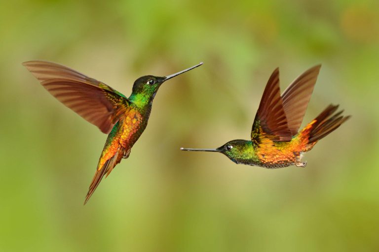 Goldbauch-Andenkolibri