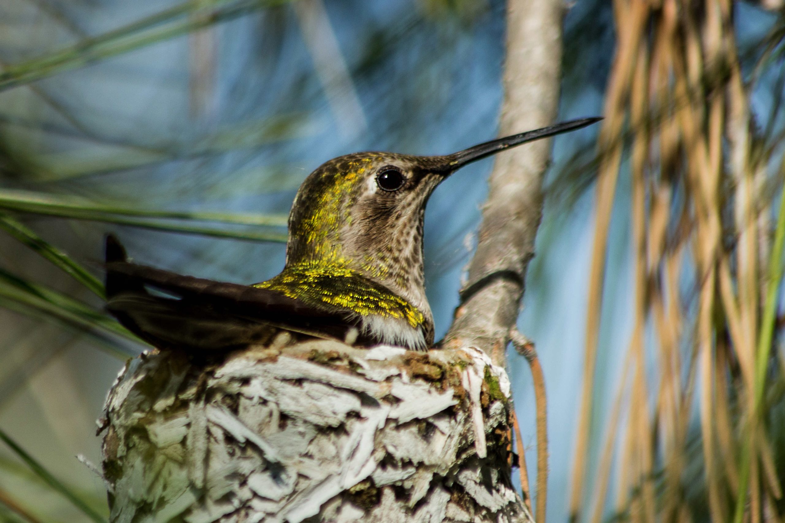 Colibrì nel nido