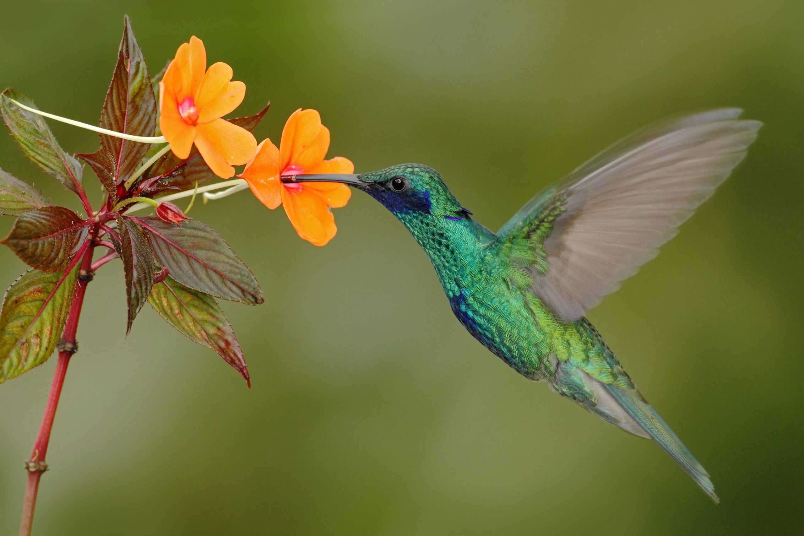 Un colibri