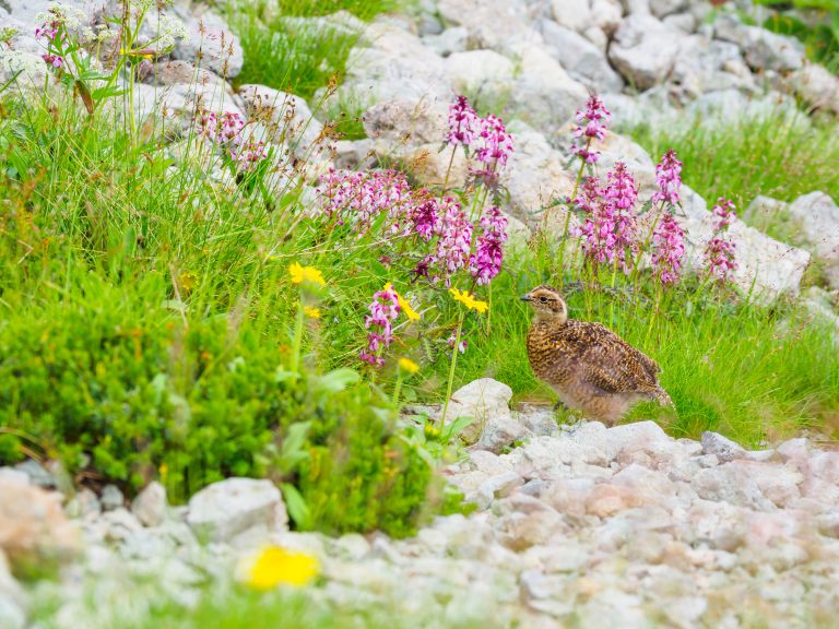 Junges Alpenschneehuhn