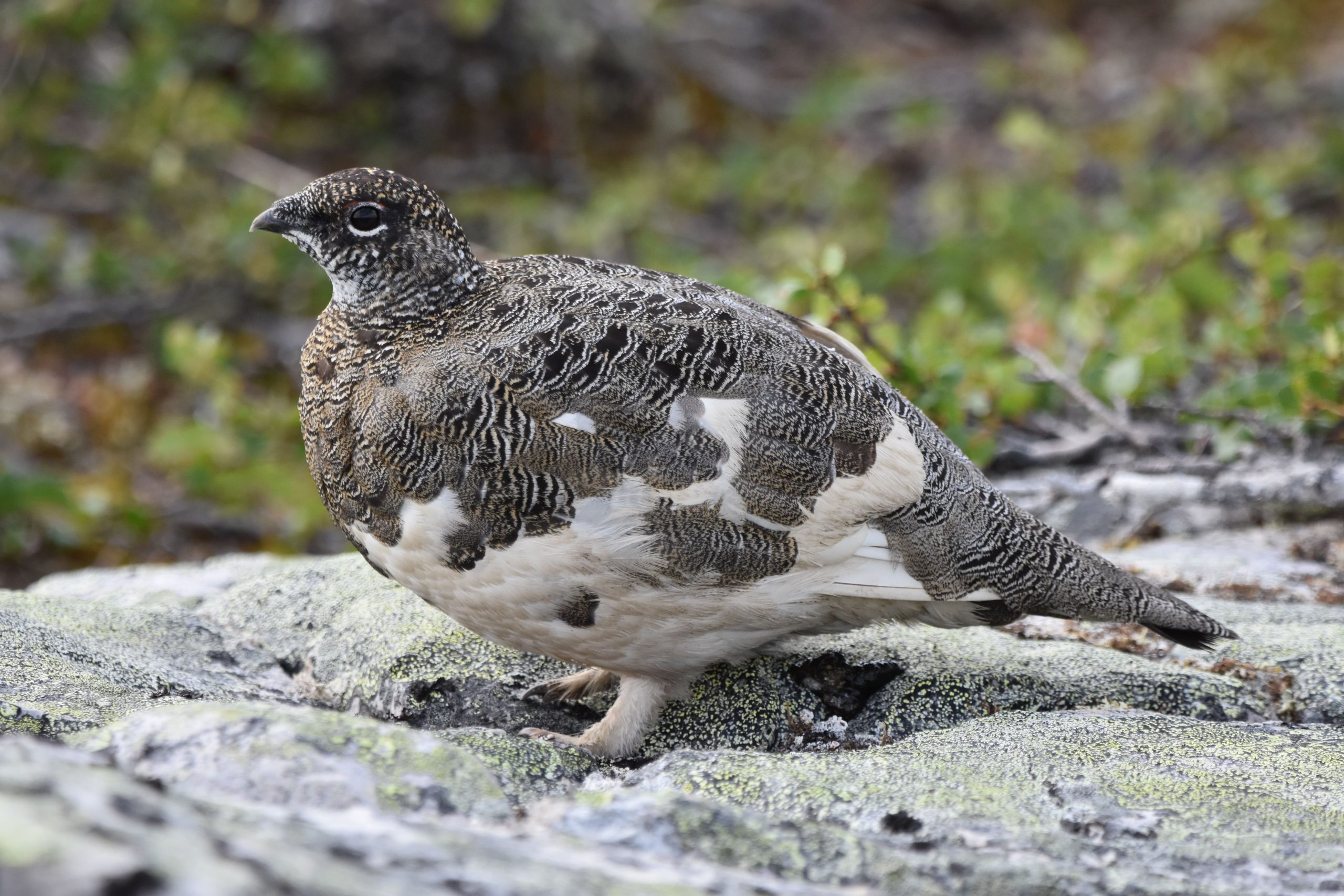 Alpenschneehuhn