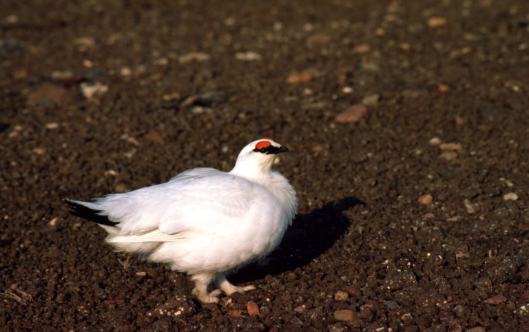 Alpenschneehuhn