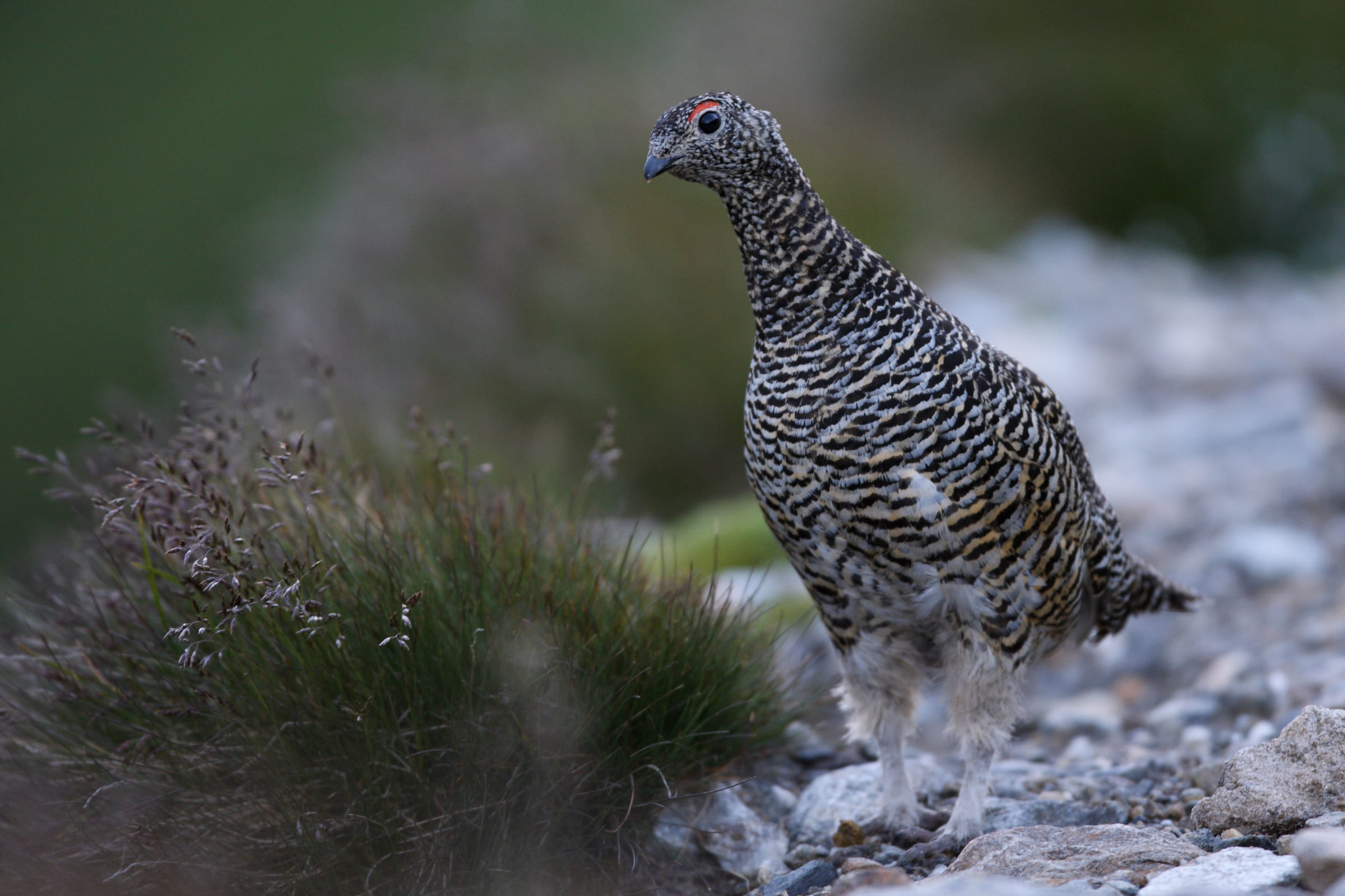 Alpenschneehuhn