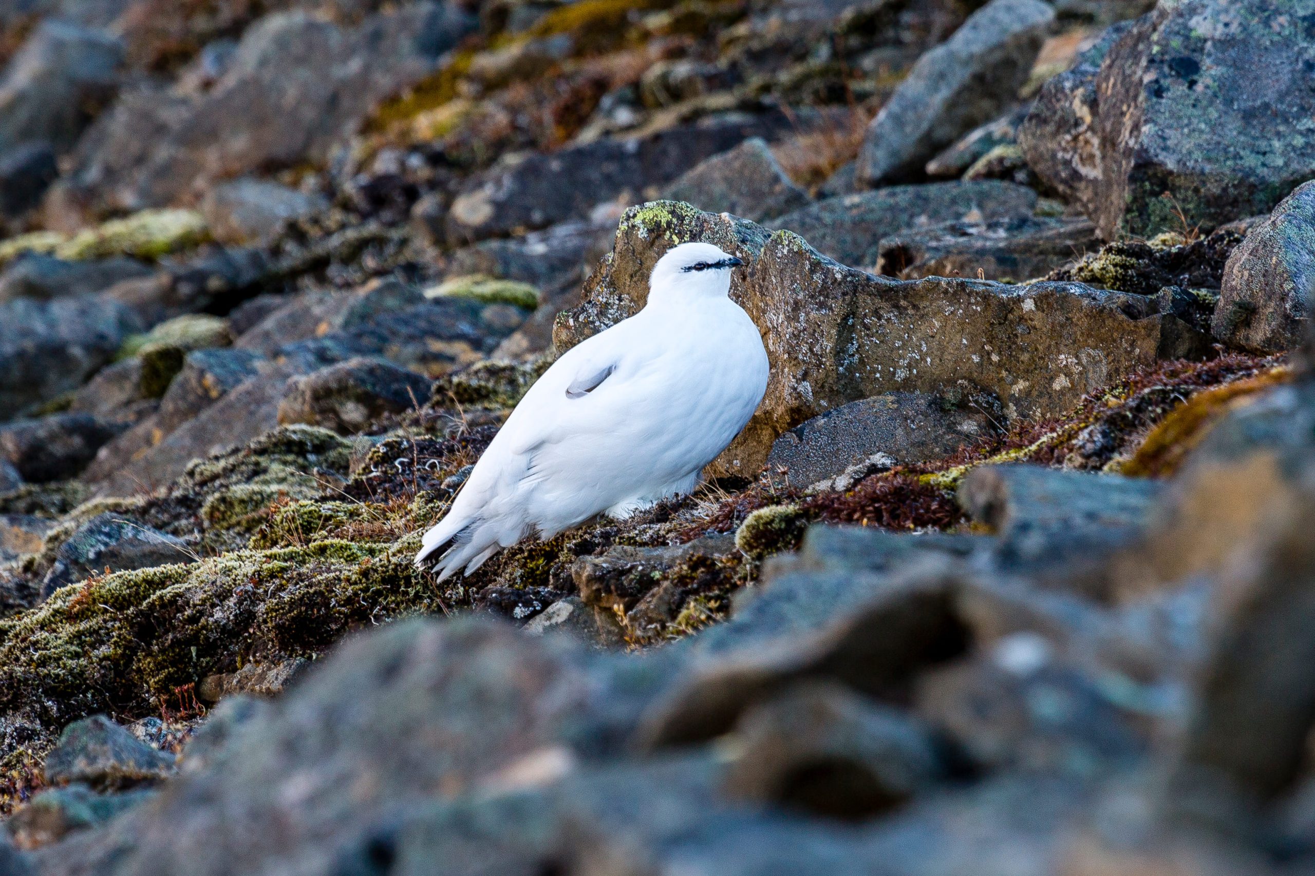 Alpenschneehuhn