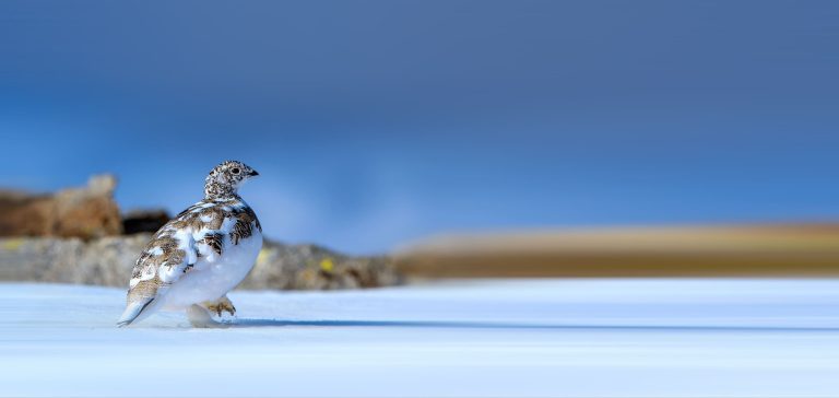 Alpenschneehuhn