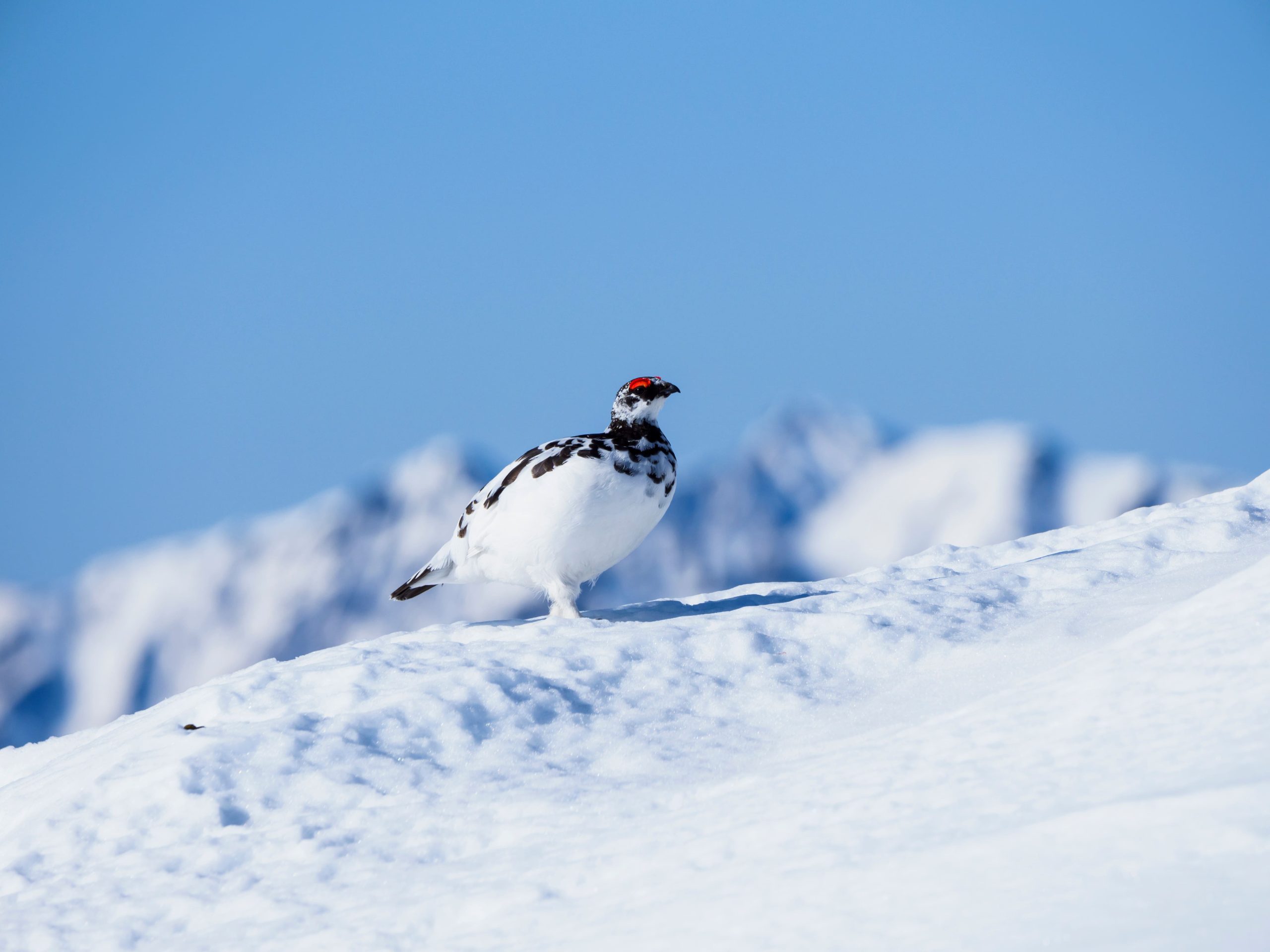 Alpenschneehuhn