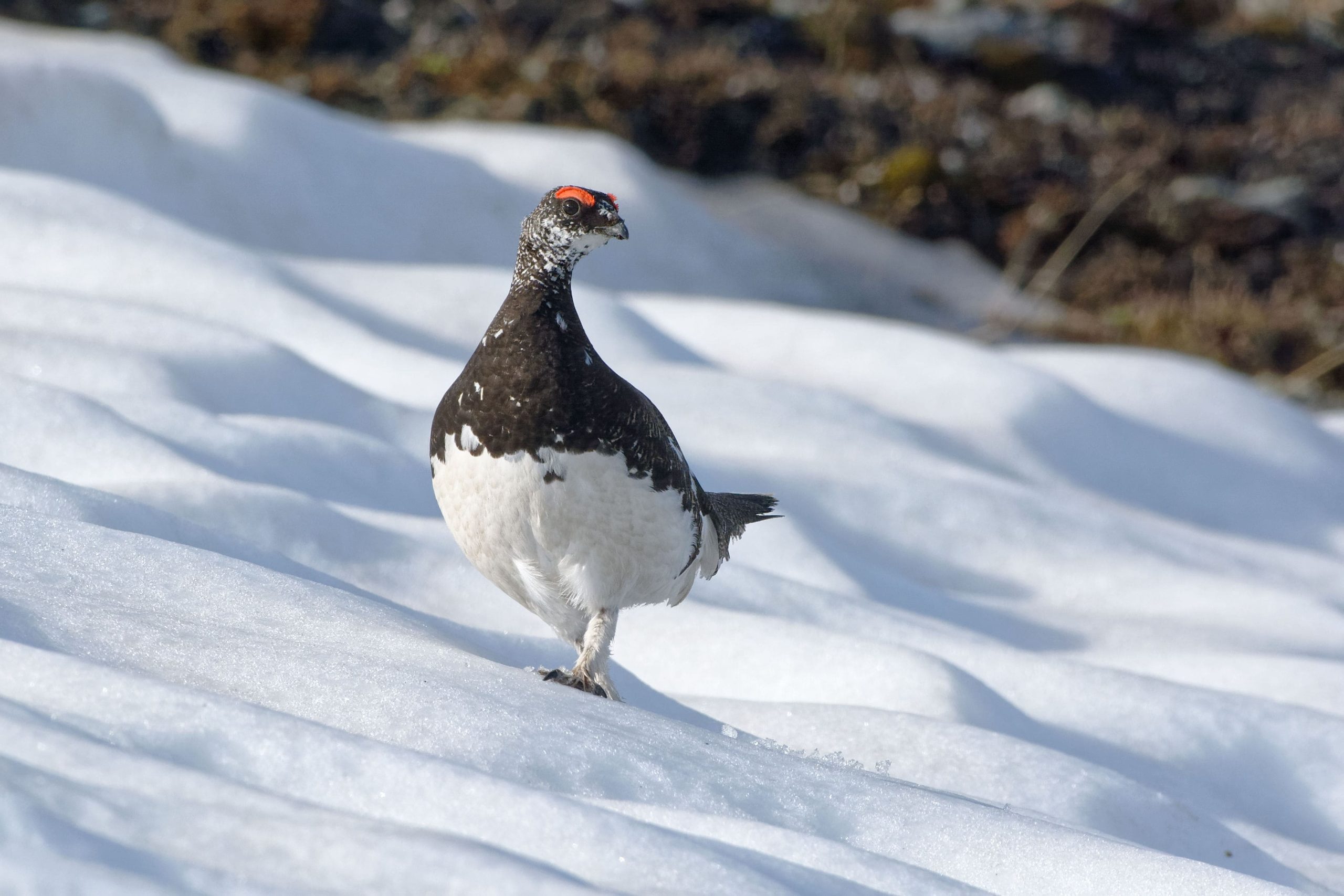 Alpenschneehuhn