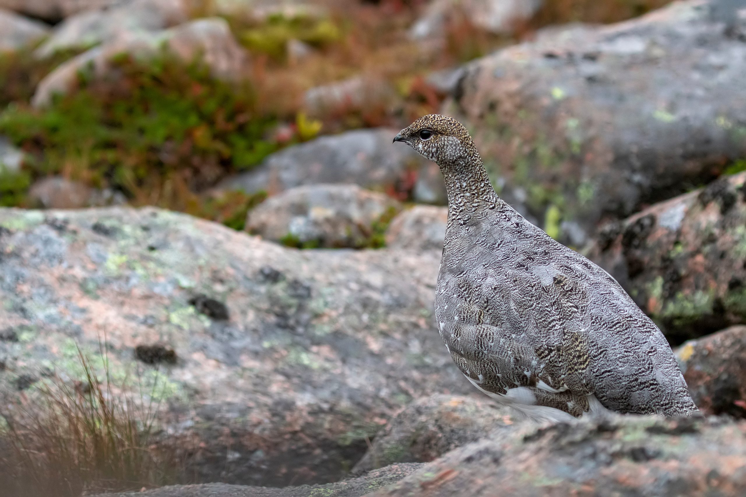 Alpenschneehuhn im Sommerkleid