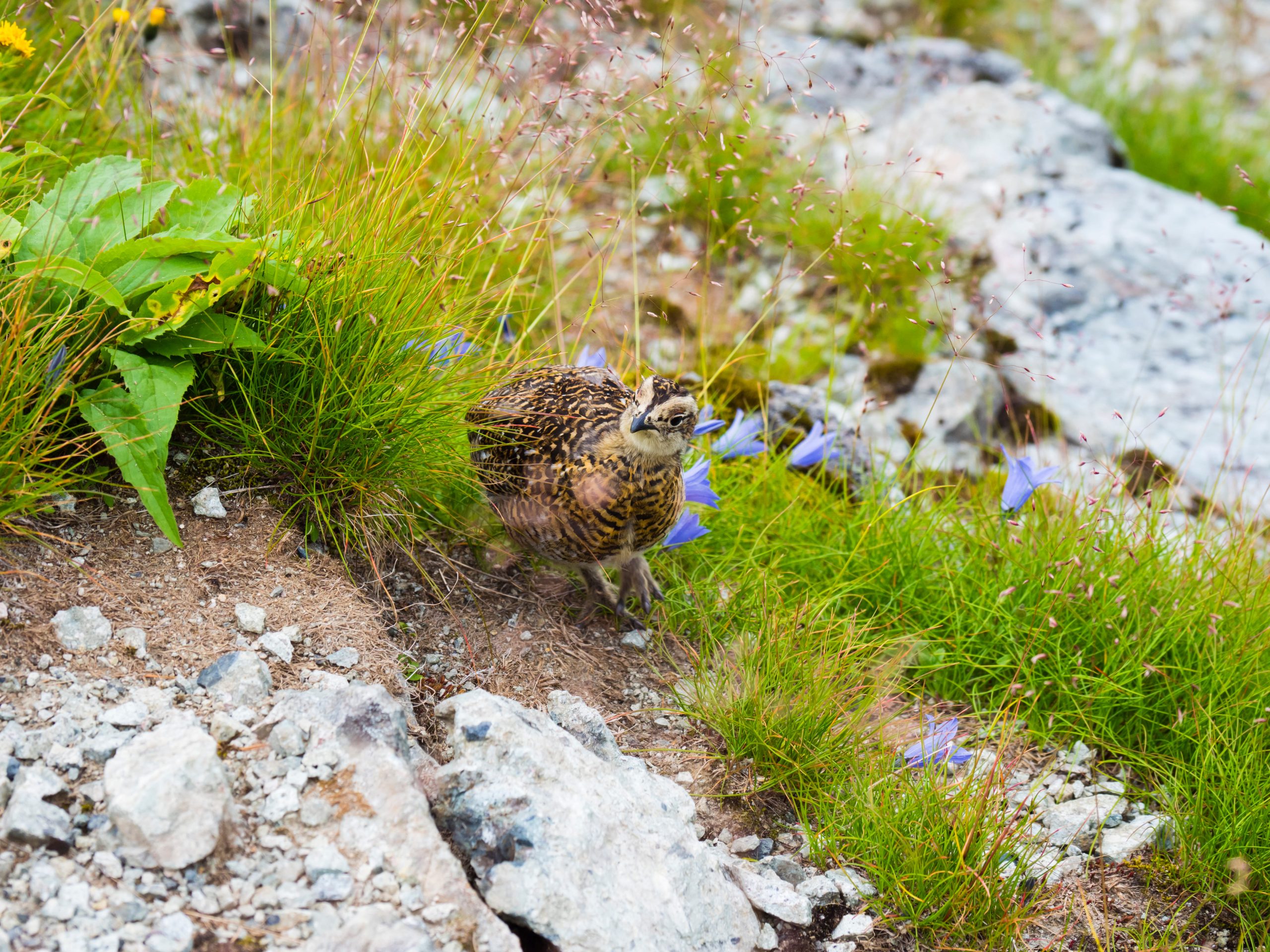 Junges Alpenschneehuhn