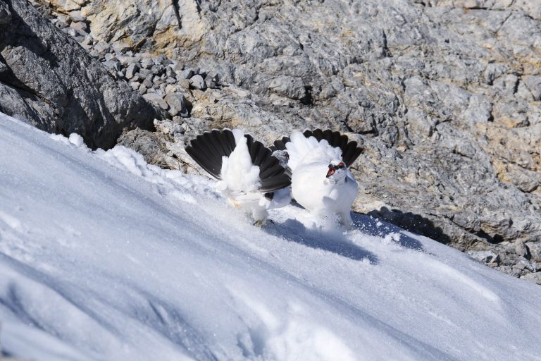 Alpenschneehühner