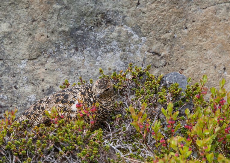 Alpenschneehuhn