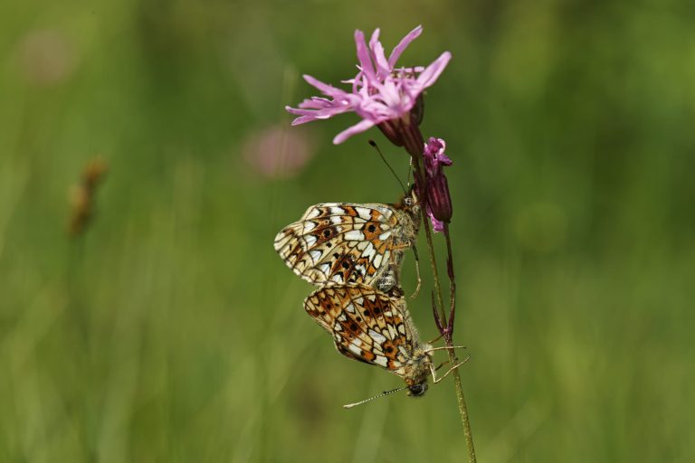 Boloria selene