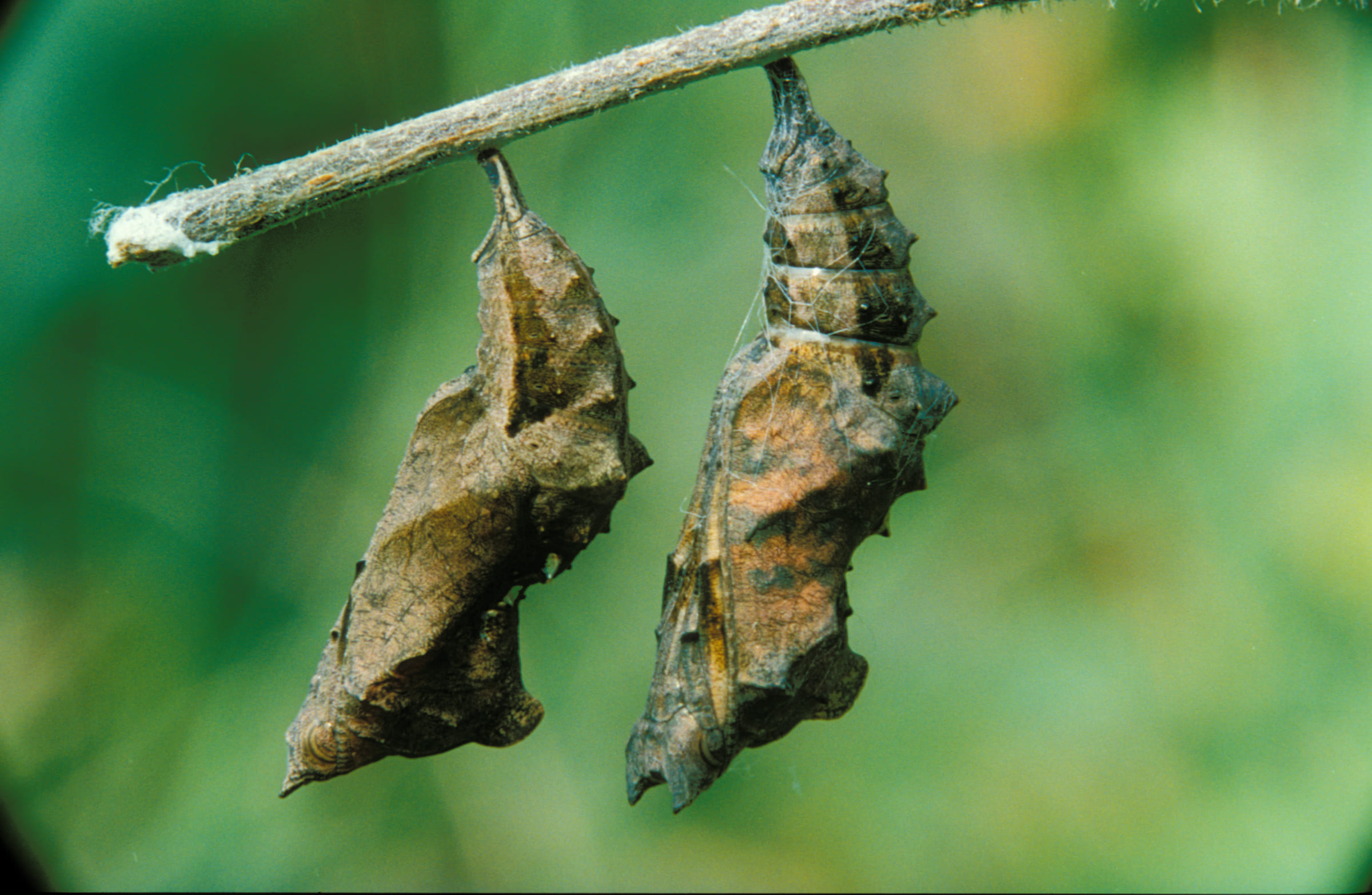 Nymphes de papillons de nuit