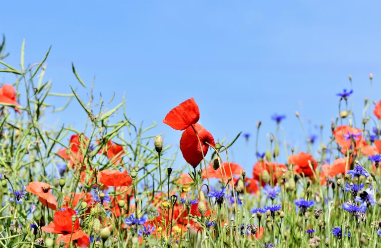 Wildblumen im Feld